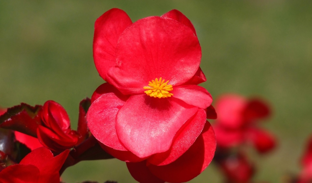 Красные цветы бегонии крупным планом