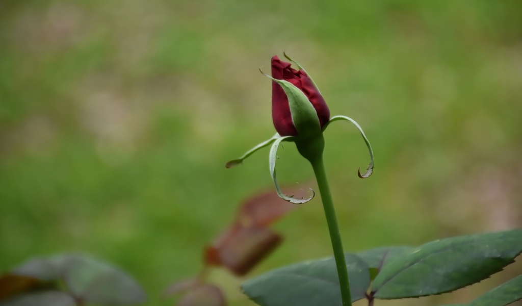 Красный бутон распускающейся розы с зелеными листьями