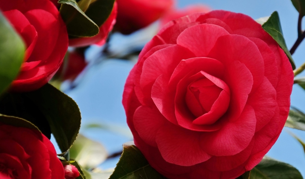 Красные цветы камелии крупным планом