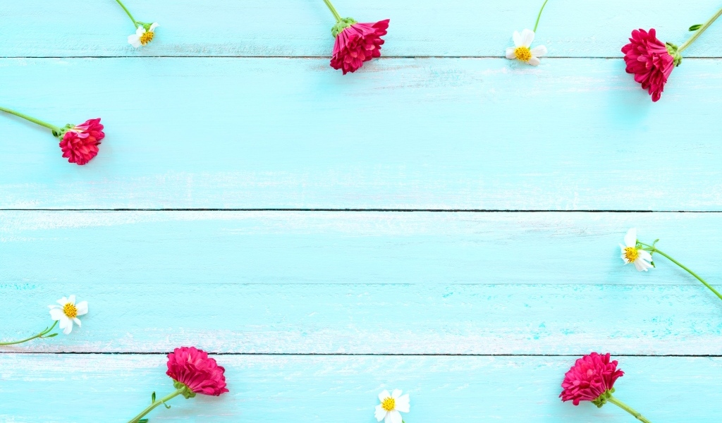 Красные хризантемы и цветы космеи на голубом фоне