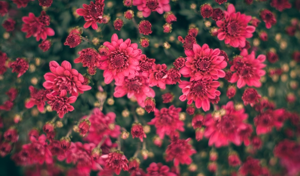 Красные хризантемы на клумбе вид сверху