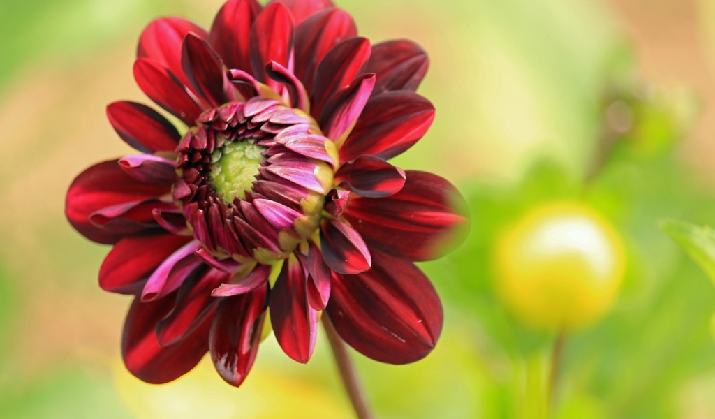 Красный цветок георгина крупным планом