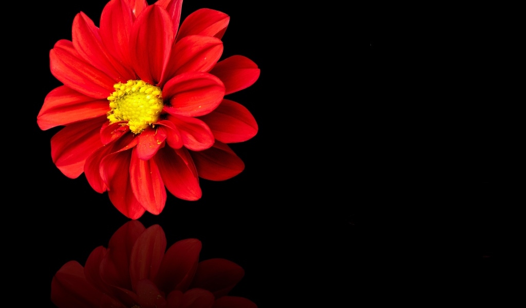 Красный цветок георгина на черном фоне