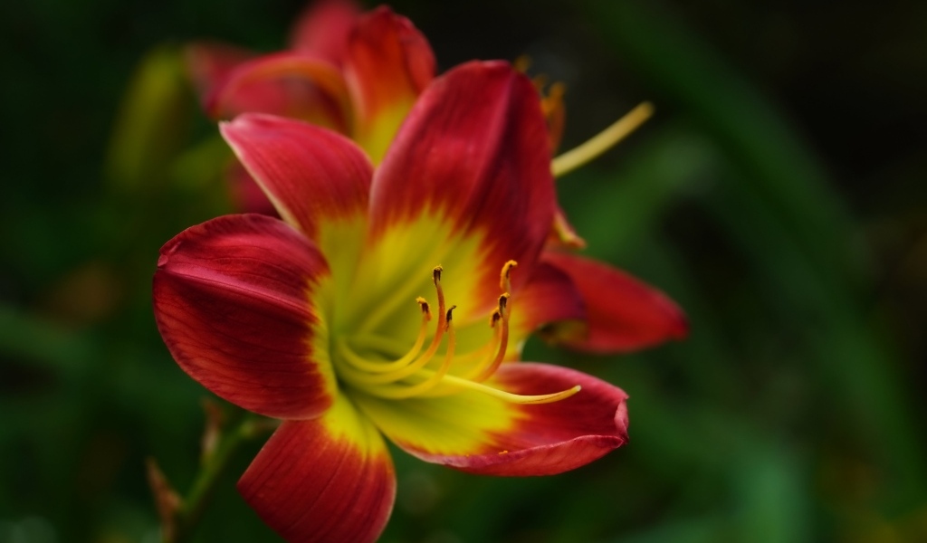 Красный цветок лилейника с желтой серединкой