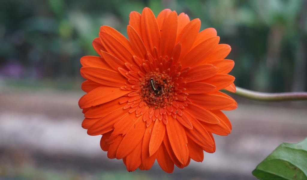 Красная нежная гербера с тонким стеблем