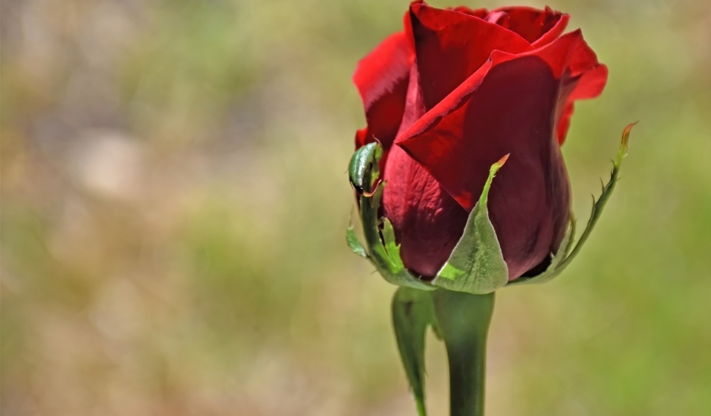 Красная английская роза крупным планом