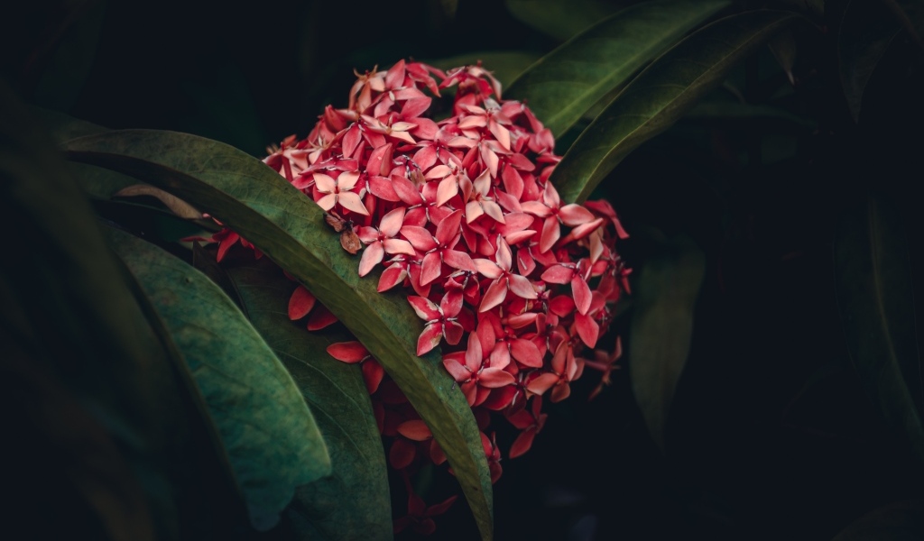 Красный экзотический цветок в зеленых листьях