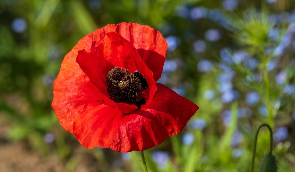 Красный полевой мак с черной серединкой