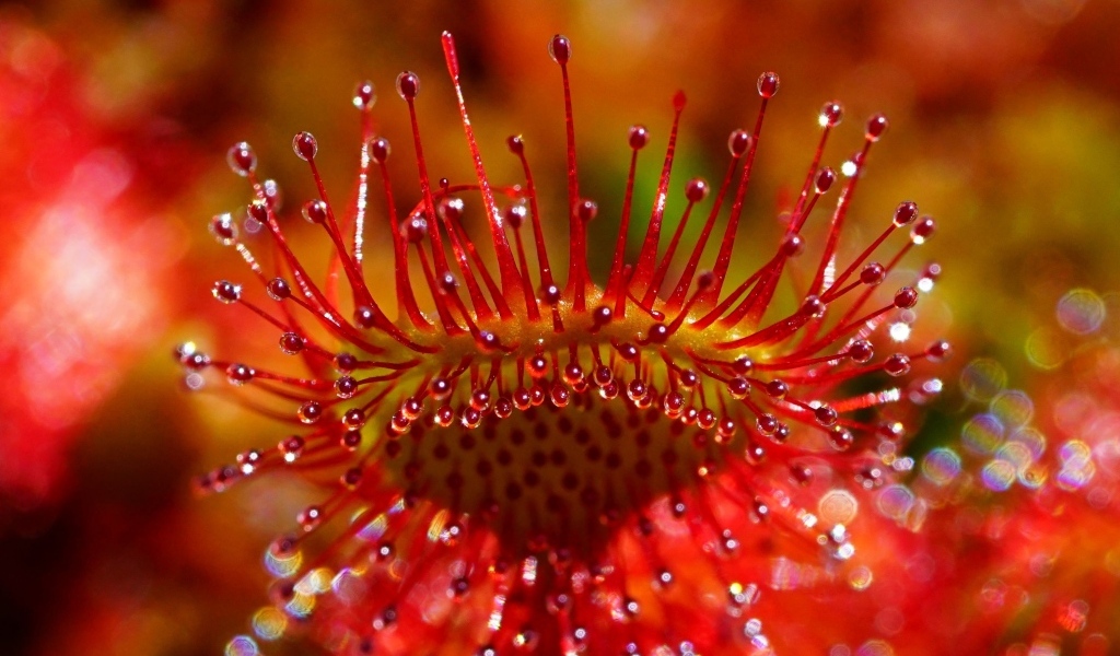 Красный цветок мухоловка