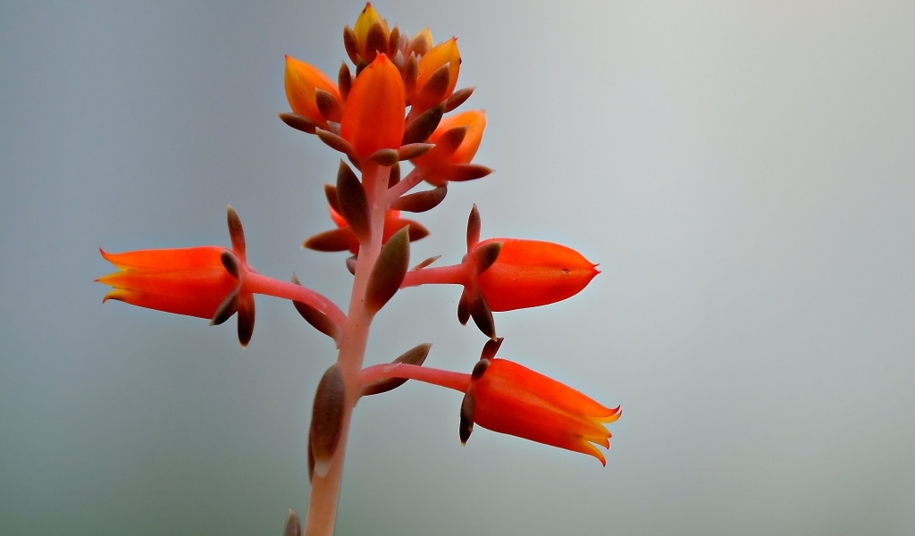 Красный цветок на сером фоне 