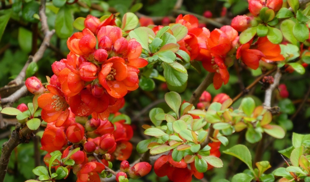 Красные цветы японской айвы на кустарнике