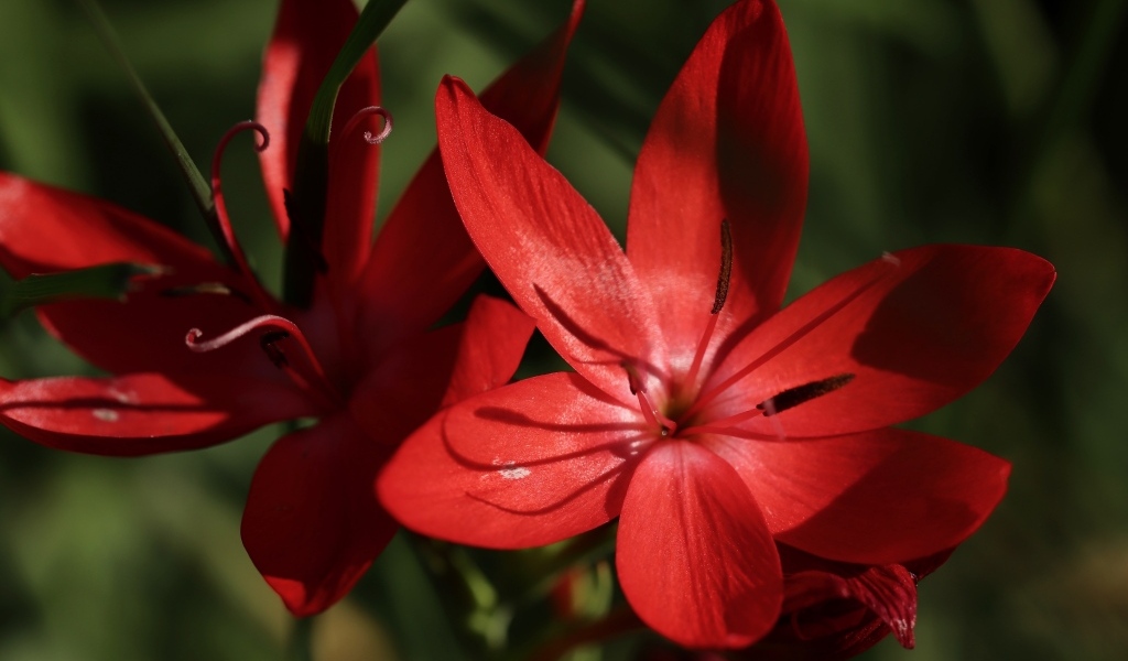 Красные цветы hesperantha семейства ирисовых