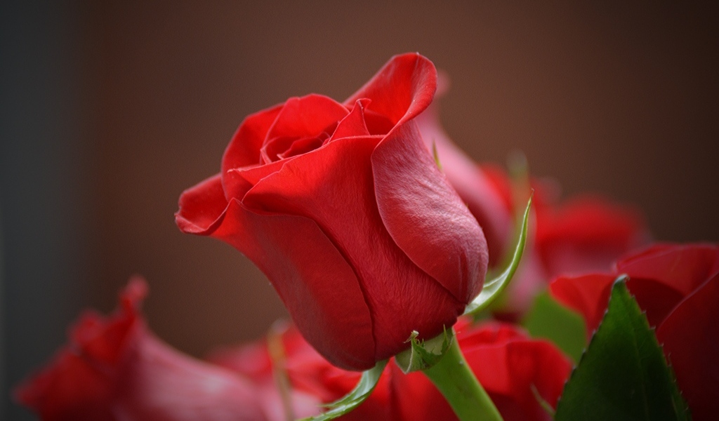 Красная ароматная английская роза крупным планом