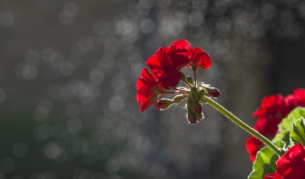 Красный цветок герани в лучах солнца