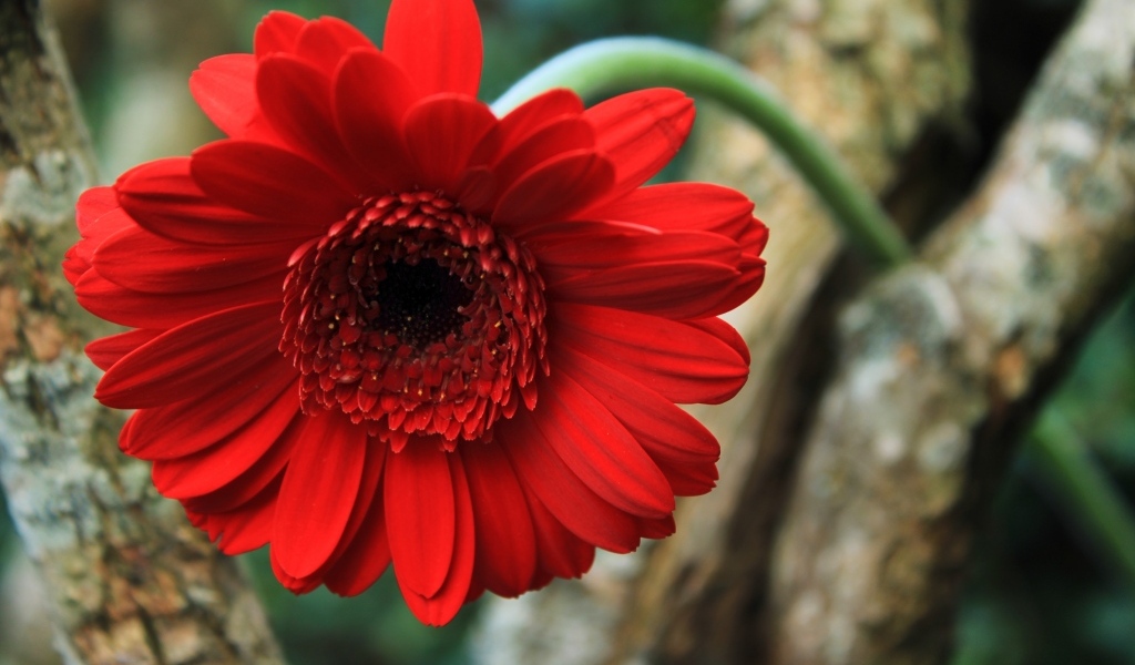 Красный цветок герберы на дереве