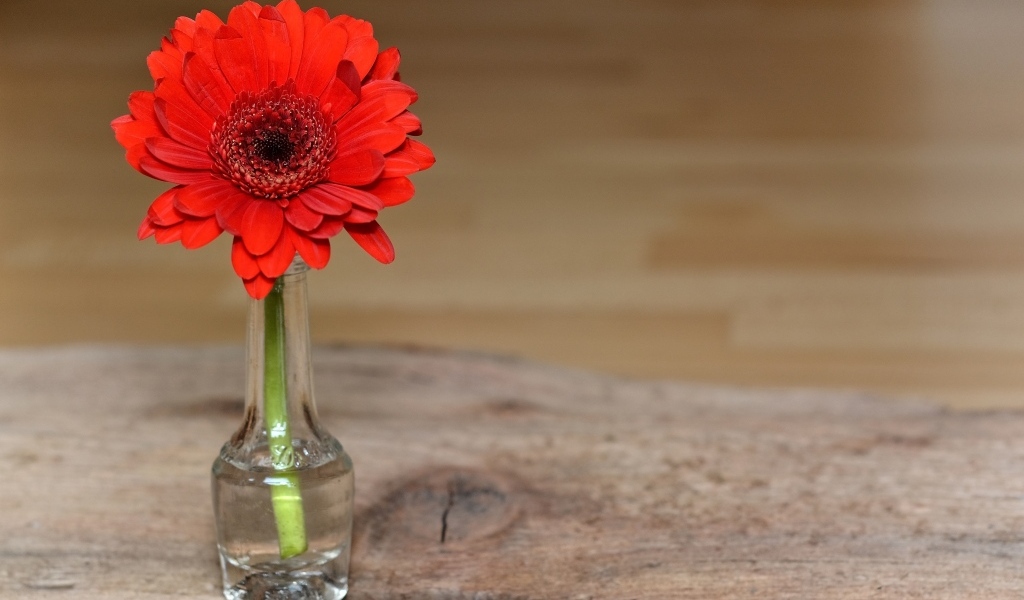 Красная гербера в стеклянной бутылке