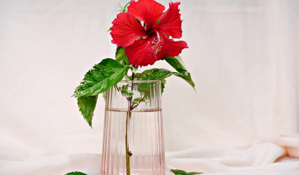 Красный цветок гибискуса в вазе на столе