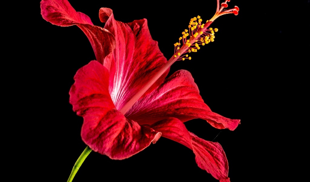 Красный цветок гибискуса на черном фоне