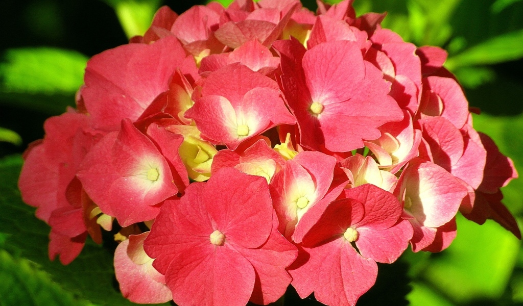Красный цветок гортензии в лучах солнца