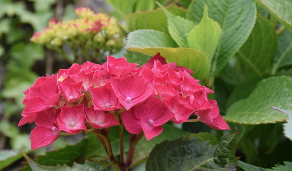 Красная гортензия с зелеными листьями в саду