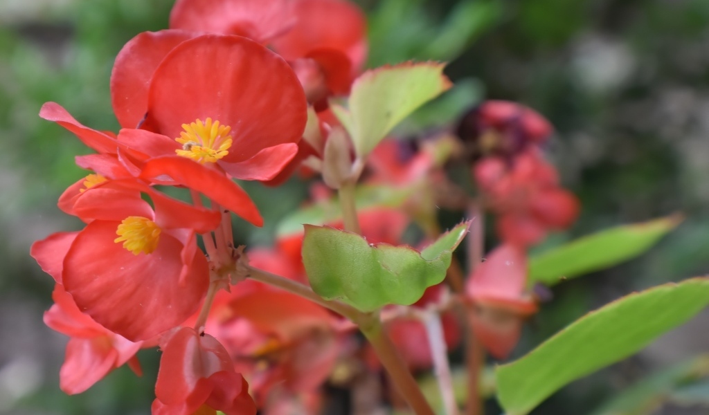 Красные комнатные цветы бегония