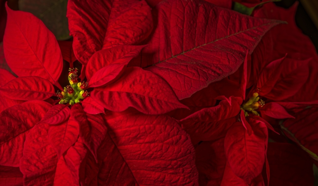 Красный комнатный цветок молочай