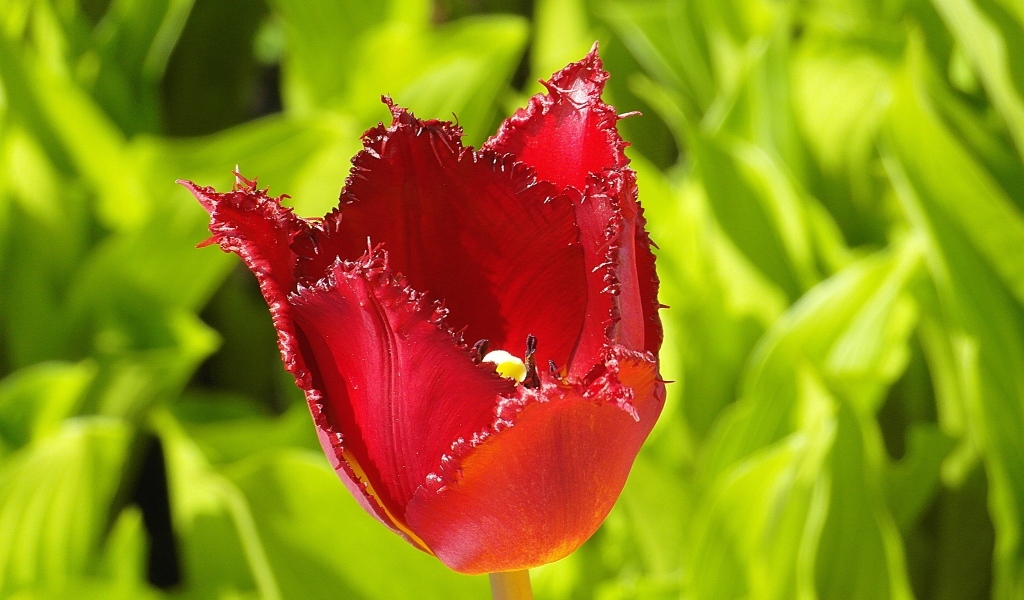 Красные зазубренные лепестки тюльпана