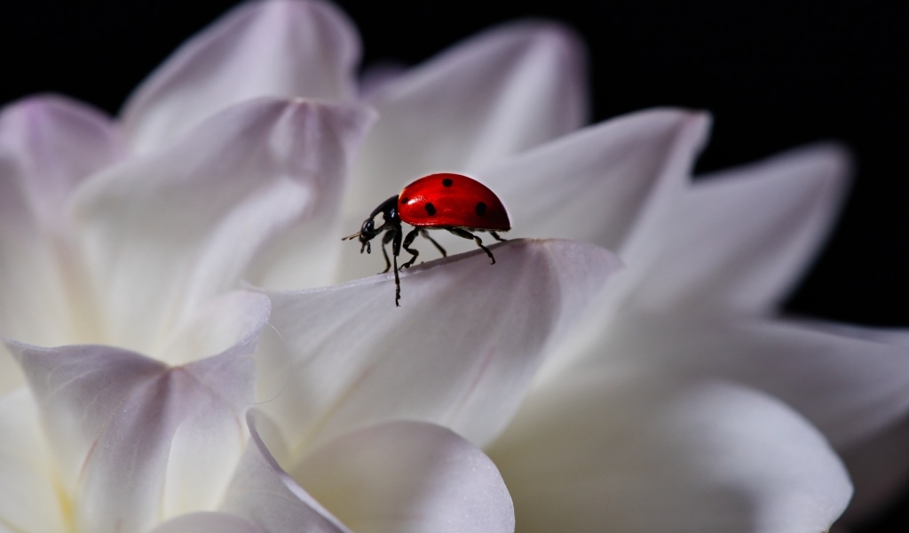 Красная божья коровка сидит на белом цветке георгина