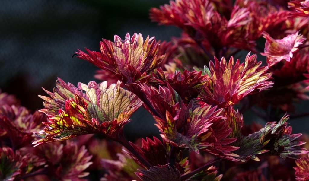 Красные листья цветка колеус