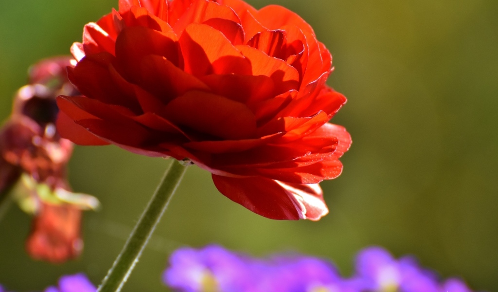 Красный пышный цветок лютика