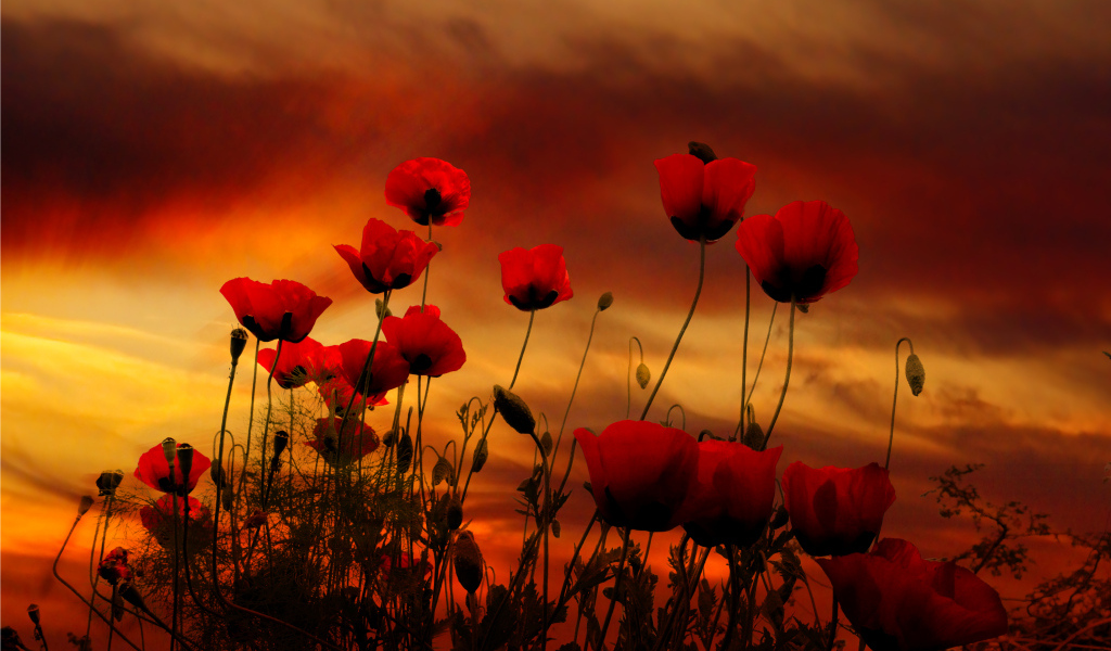 Красные маки на фоне неба на закате