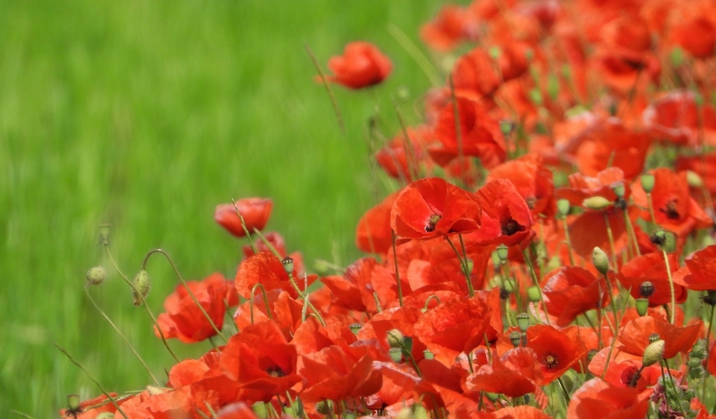 Красные маки на поле в зеленой траве летом