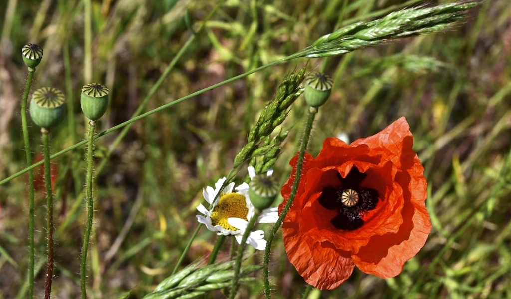 Цветок красного мака в траве