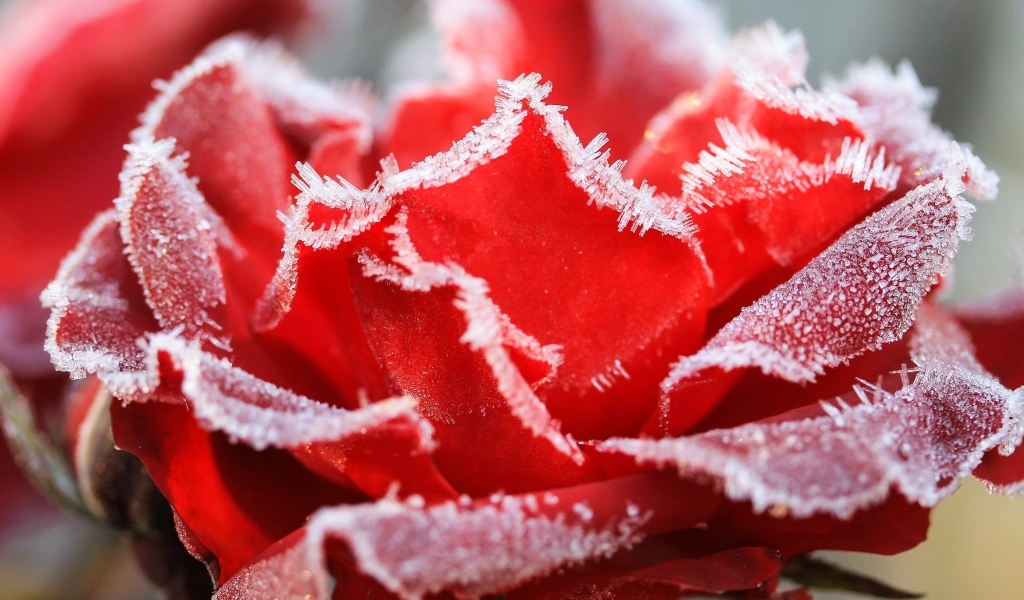 Красная роза покрыта инеем крупным планом