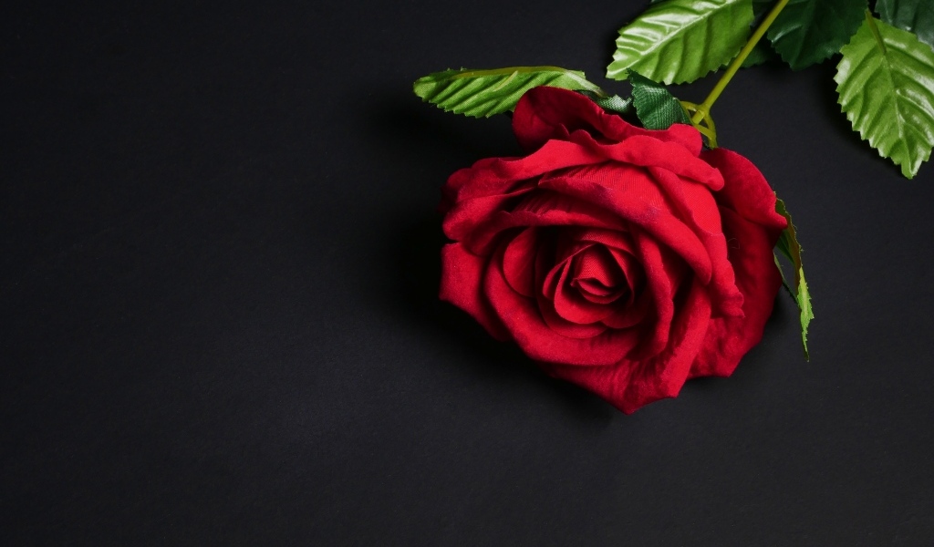 Красный цветок розы на черном фоне
