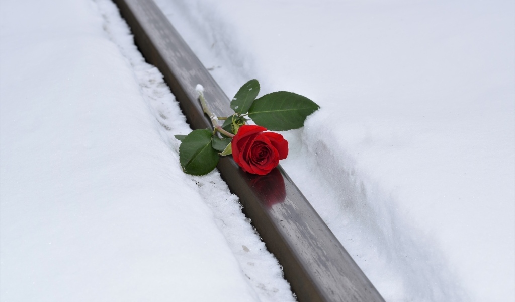 Красная роза на рельсах зимой