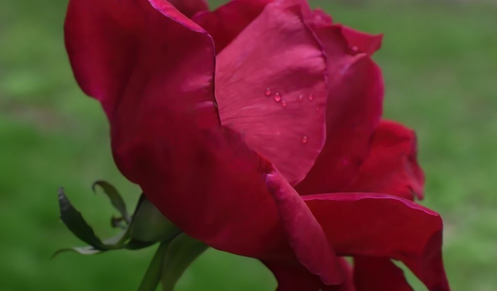 Красная роза с нежными лепестками 