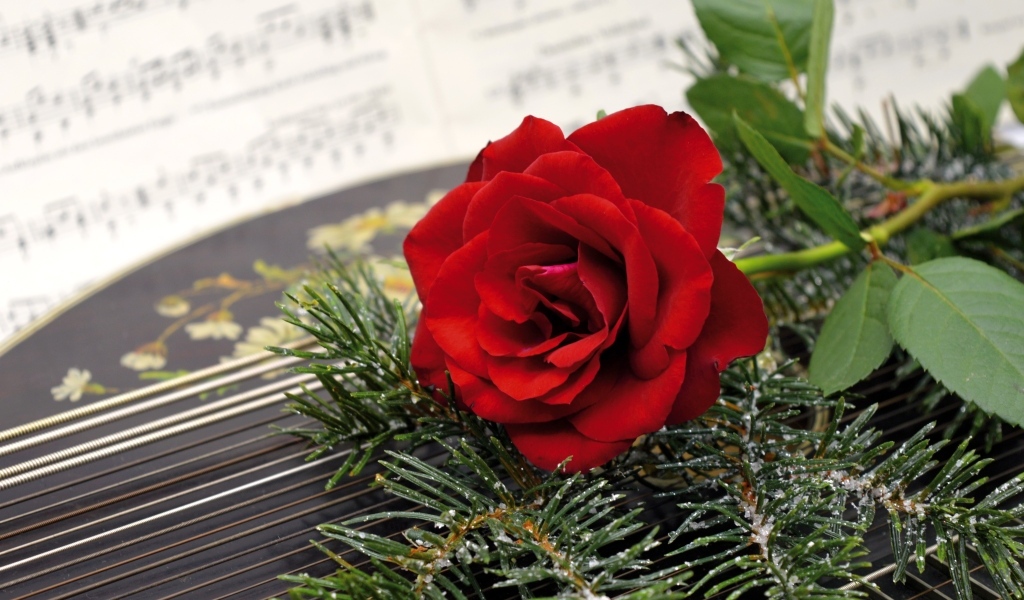 Красная роза с еловыми ветками на нотах 