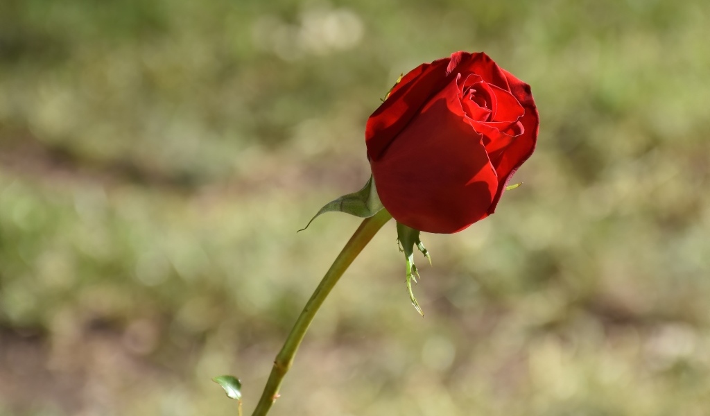 Красная роза с ароматными лепестками