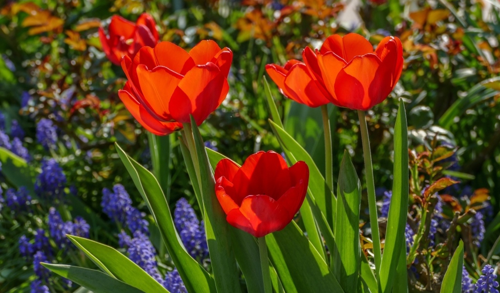 Красные весенние тюльпаны на клумбе