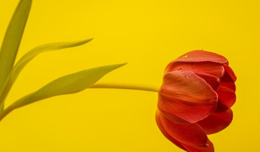 Красный тюльпан на желтом фоне