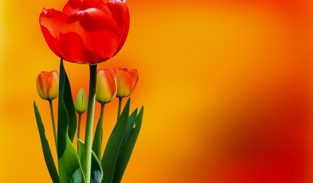 Красный тюльпан с бутонами на оранжевом фоне