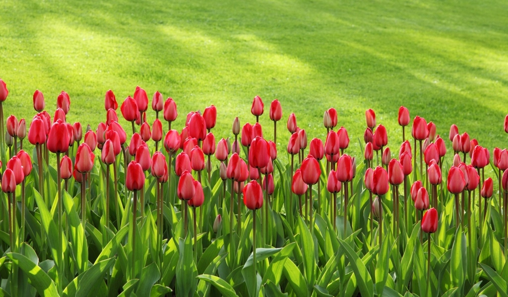 Красные тюльпаны на клумбе у зеленого газона