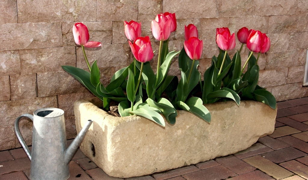 Красные тюльпаны в горшке у стены