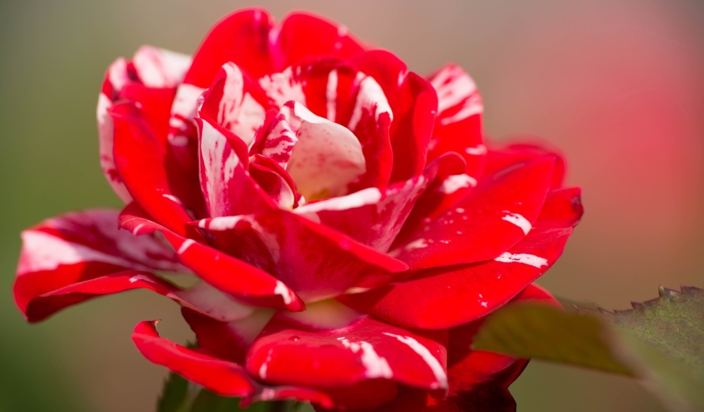 Красный с белым цветок розы крупным планом