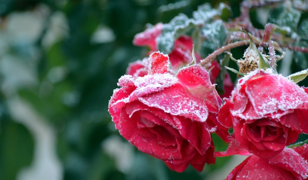 Красные увядшие розы в холодном инее 