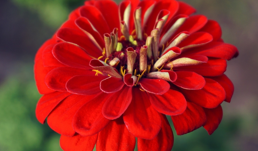 Красный цветок цинния крупным планом