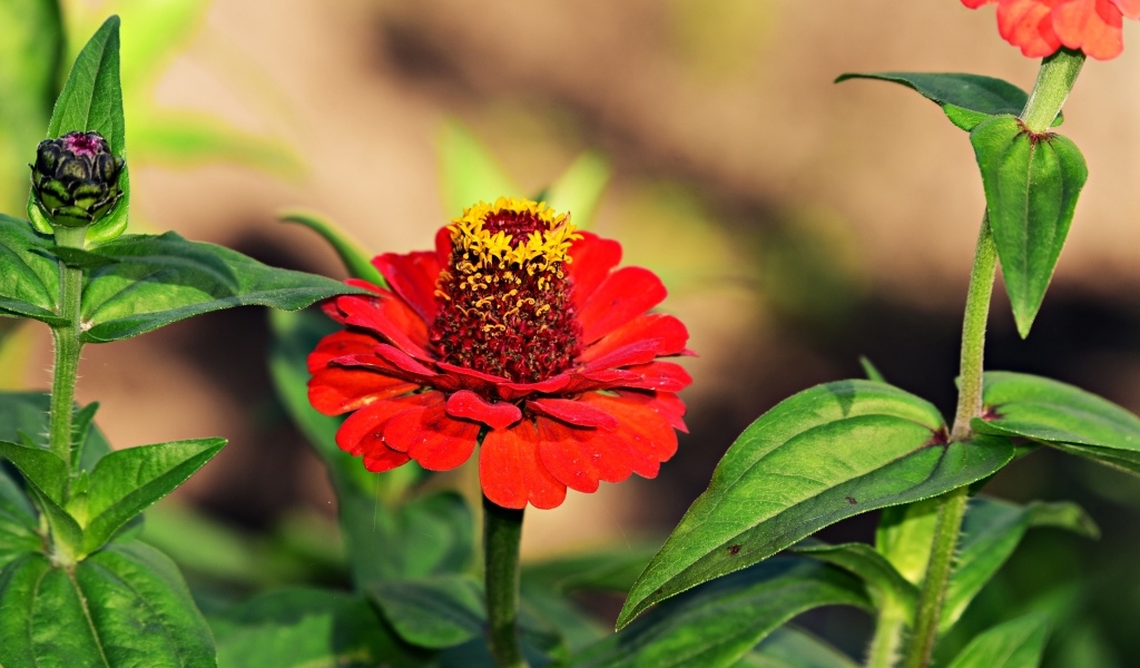 Красные цветы цинния на клумбе