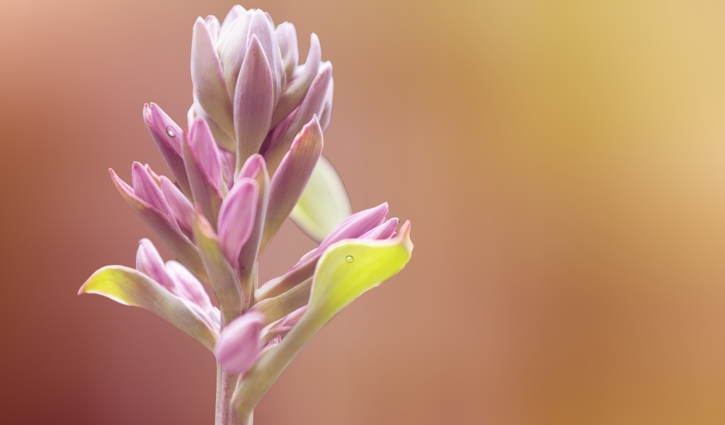 Бутон розового цветка крупным планом