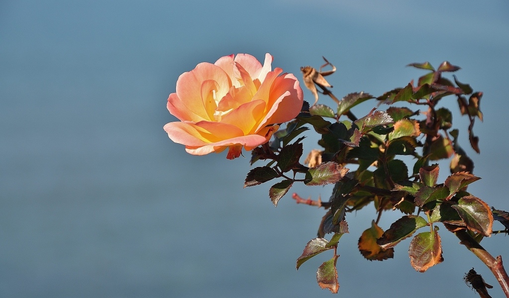 Роза с зелеными листьями на фоне неба